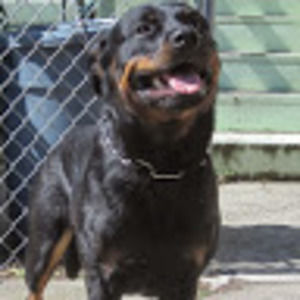 Meet your Posher, Tobias